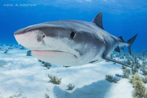 Tiger Shark coming close to inspect my camera by Ken Kiefer 
